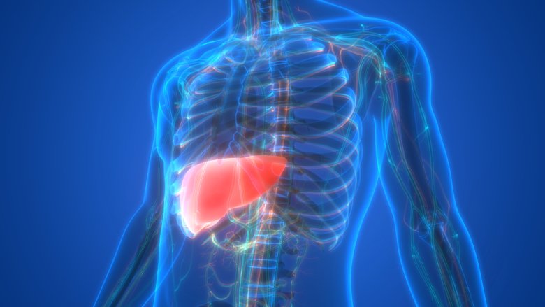 Illustration of human liver