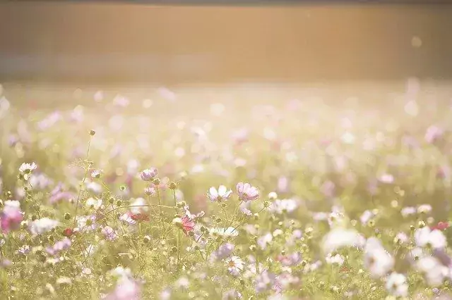 A picture of summer flowers