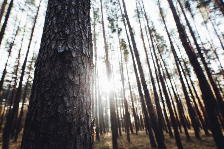 Image of a wood where the light shines through the trees.